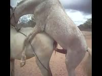 Horse sex on beastiality taboo